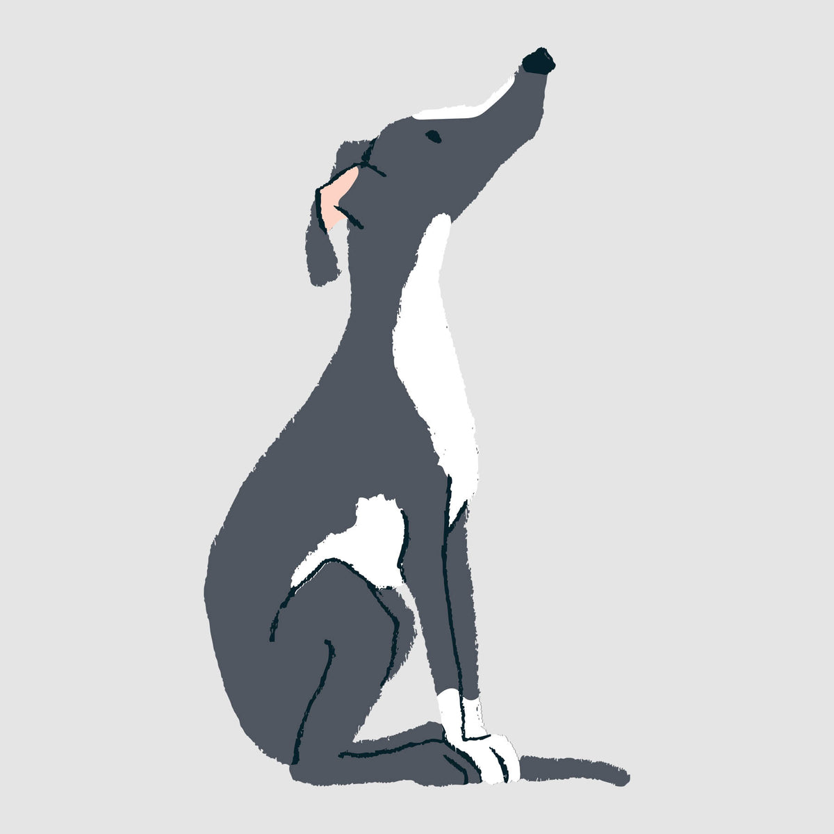 Greyhound - Black - DTF Transfer/Iron On or Heat Press – Wolf & Rabbit ...