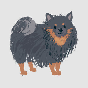 Pomeranian - Black - DTF Transfer/Iron On or Heat Press