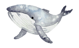 Vinyl Sticker - Whale